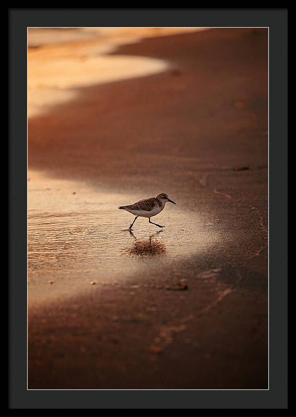 Sandpiper Running Along The Shore