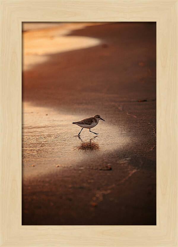 Sandpiper Running Along The Shore