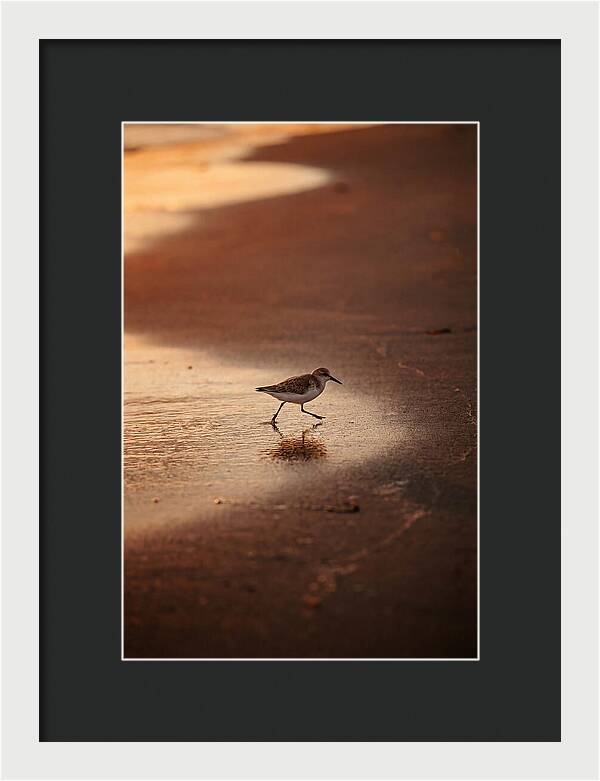 Sandpiper Running Along The Shore