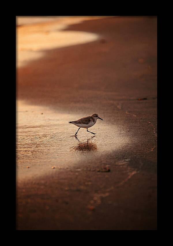 Sandpiper Running Along The Shore
