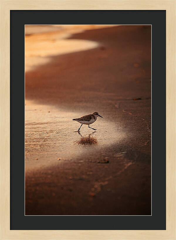 Sandpiper Running Along The Shore