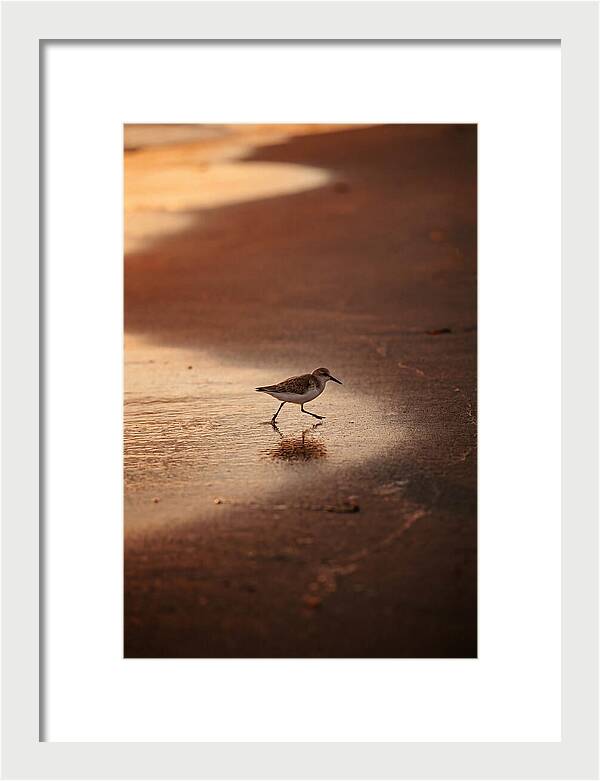Sandpiper Running Along The Shore