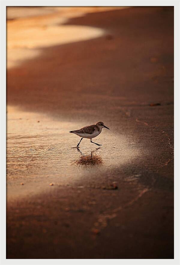 Sandpiper Running Along The Shore