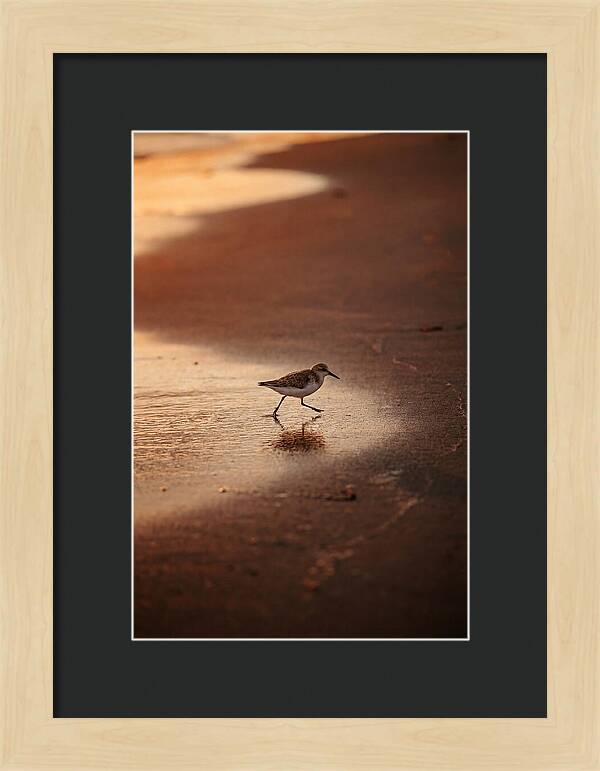 Sandpiper Running Along The Shore