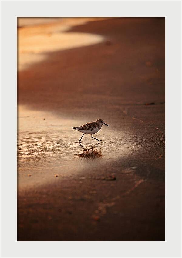 Sandpiper Running Along The Shore