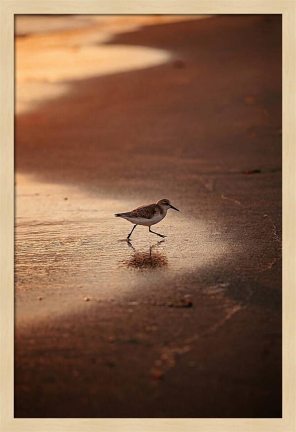 Sandpiper Running Along The Shore