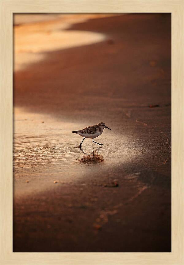 Sandpiper Running Along The Shore