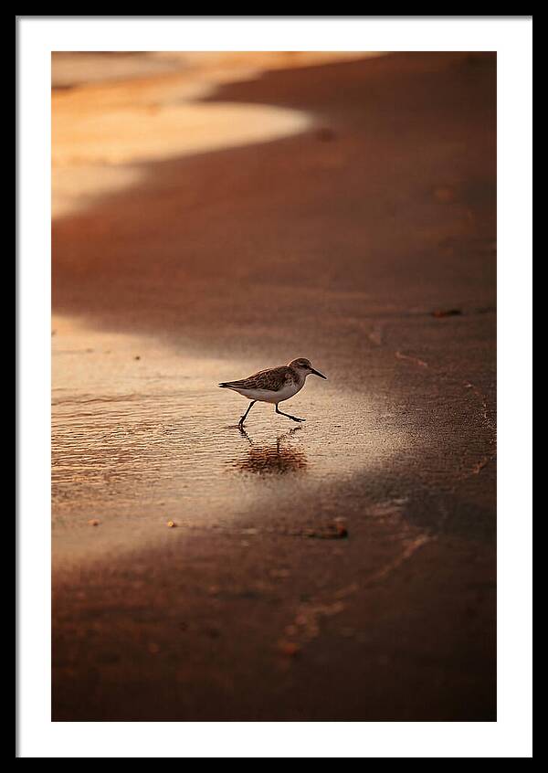 Sandpiper Running Along The Shore