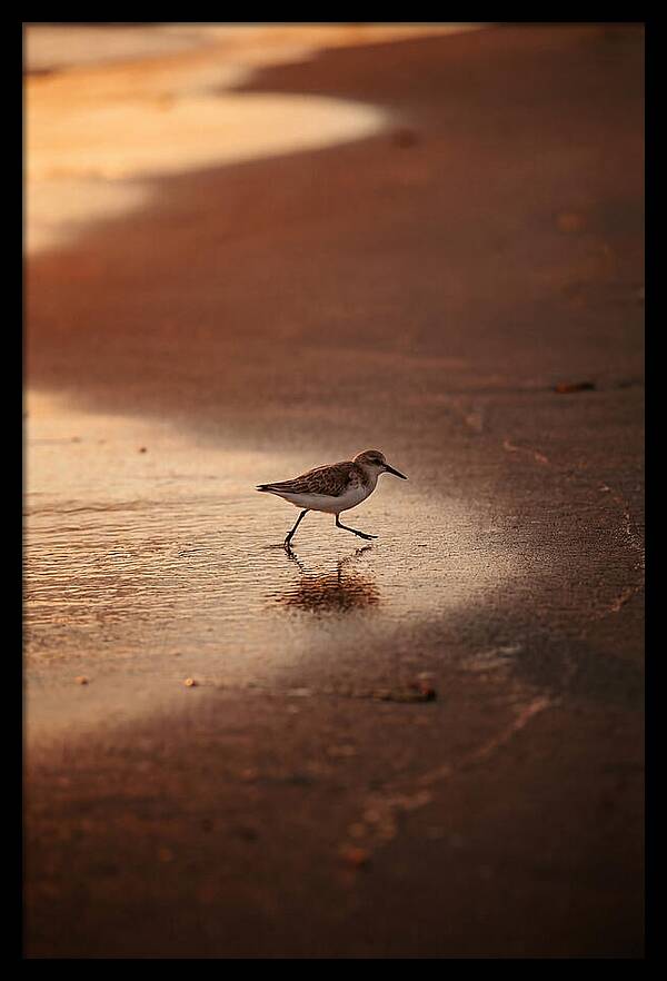 Sandpiper Running Along The Shore