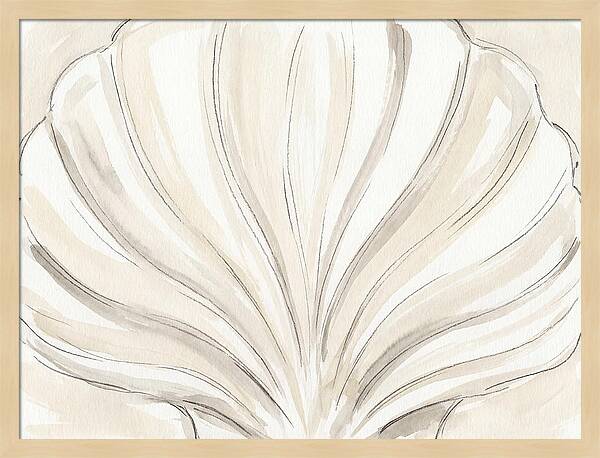 Scallop Shell Elegance