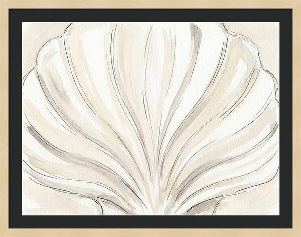 Scallop Shell Elegance
