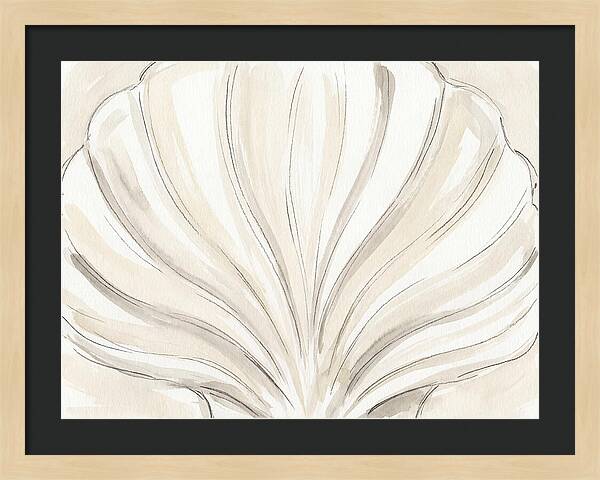 Scallop Shell Elegance