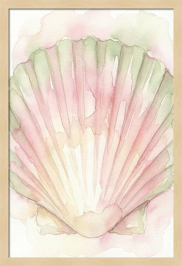 Scallop Shell Watercolor