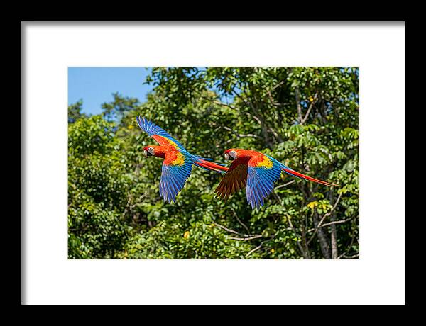 Scarlet Macaw Pair In Flight