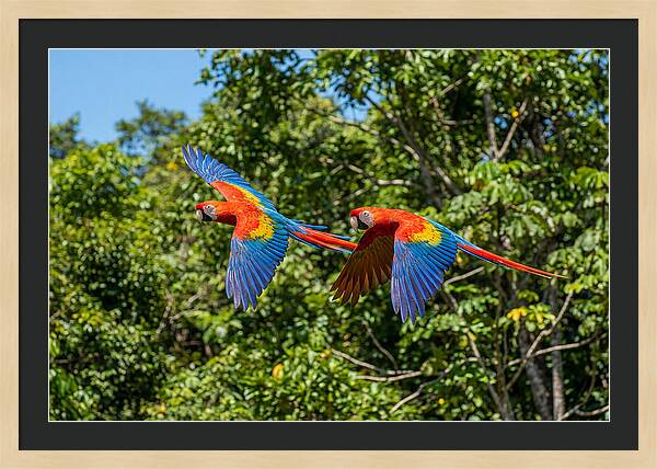 Scarlet Macaw Pair In Flight