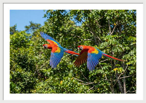 Scarlet Macaw Pair In Flight