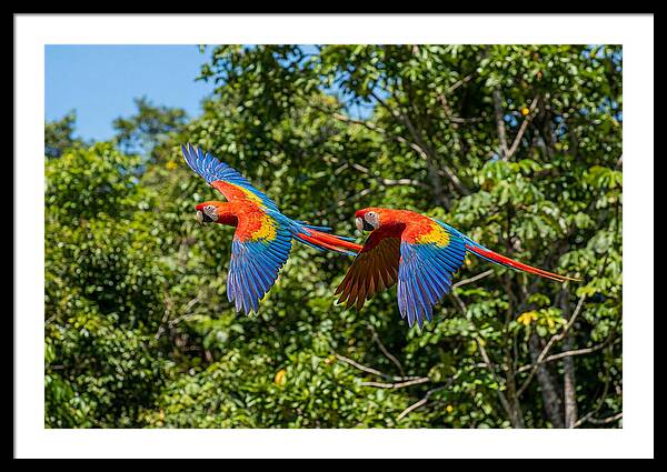Scarlet Macaw Pair In Flight