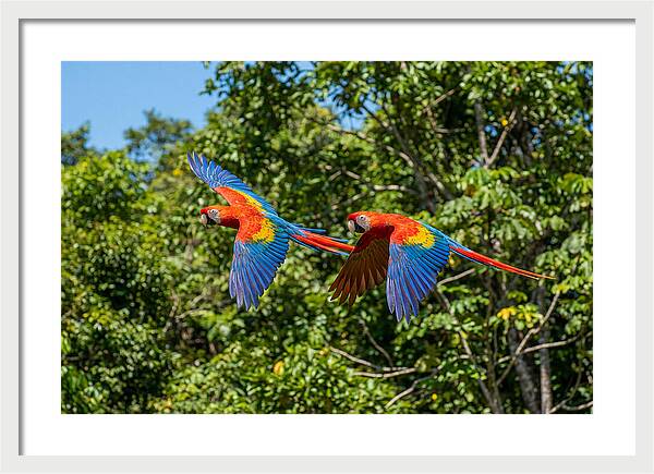 Scarlet Macaw Pair In Flight