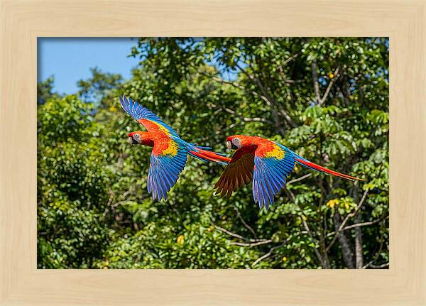 Scarlet Macaw Pair In Flight