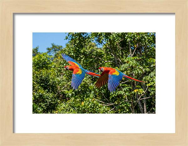 Scarlet Macaw Pair In Flight