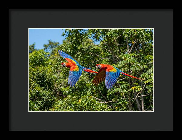 Scarlet Macaw Pair In Flight