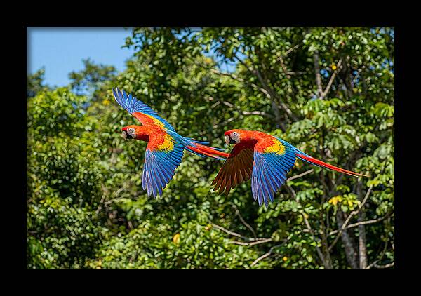 Scarlet Macaw Pair In Flight