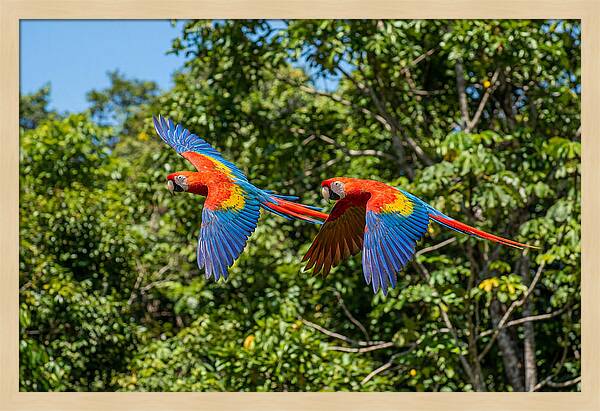 Scarlet Macaw Pair In Flight
