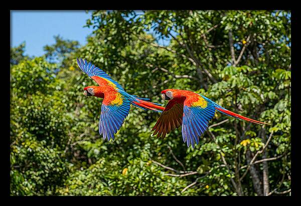 Scarlet Macaw Pair In Flight