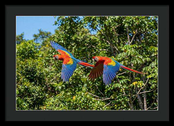 Scarlet Macaw Pair In Flight