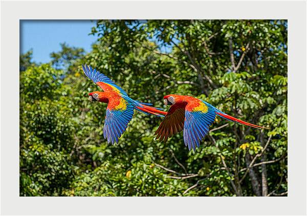 Scarlet Macaw Pair In Flight