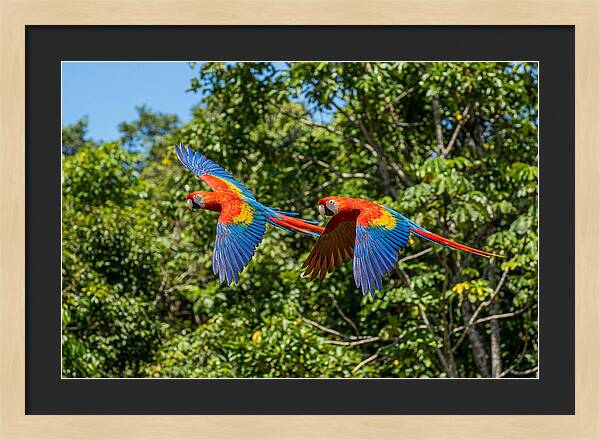 Scarlet Macaw Pair In Flight