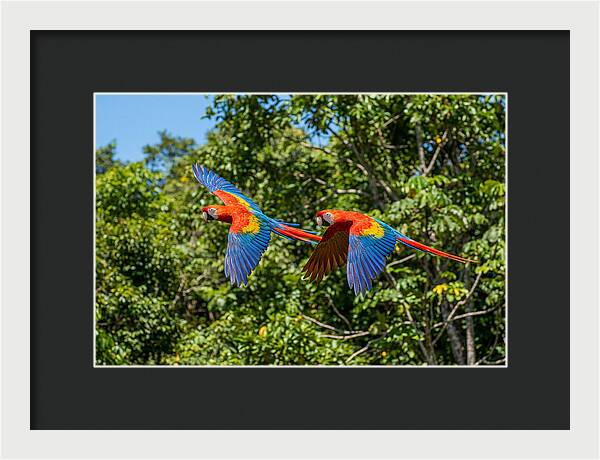 Scarlet Macaw Pair In Flight