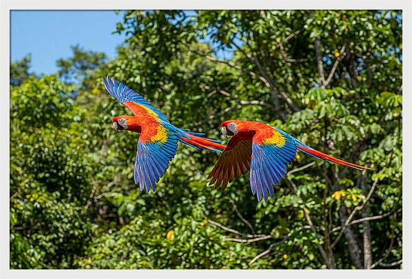 Scarlet Macaw Pair In Flight