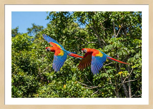 Scarlet Macaw Pair In Flight