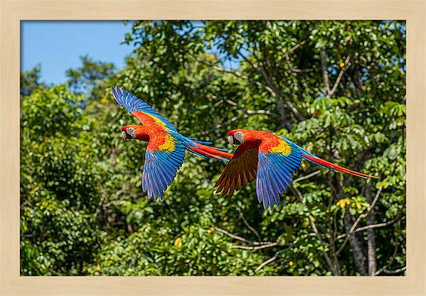 Scarlet Macaw Pair In Flight