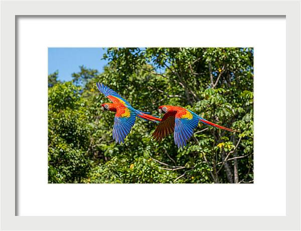 Scarlet Macaw Pair In Flight