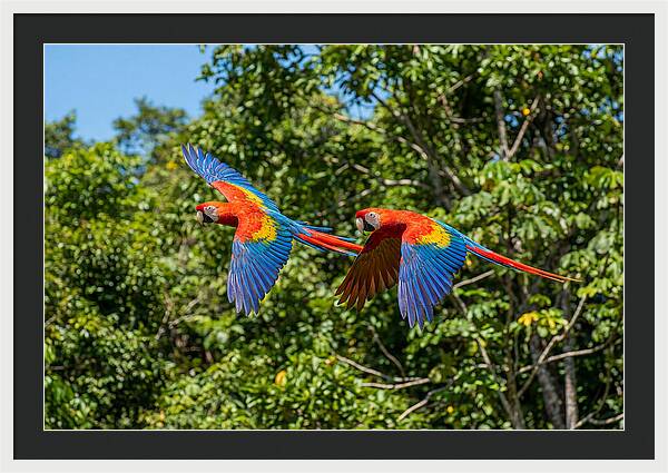 Scarlet Macaw Pair In Flight