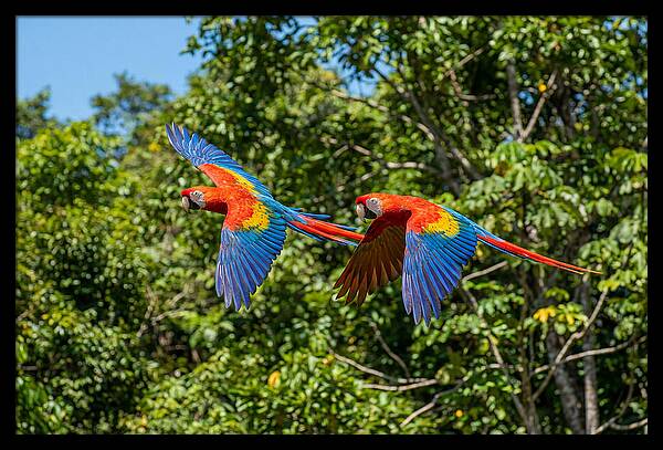 Scarlet Macaw Pair In Flight