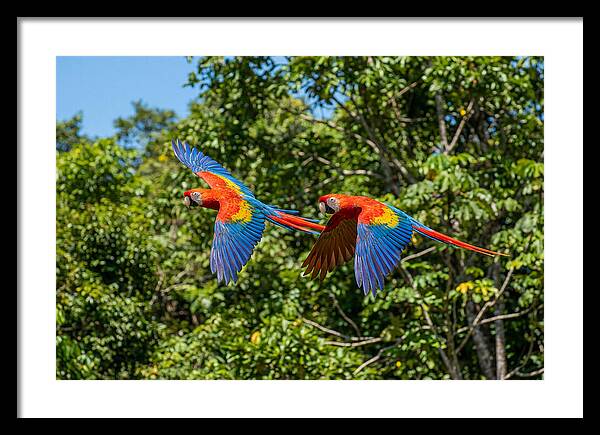 Scarlet Macaw Pair In Flight