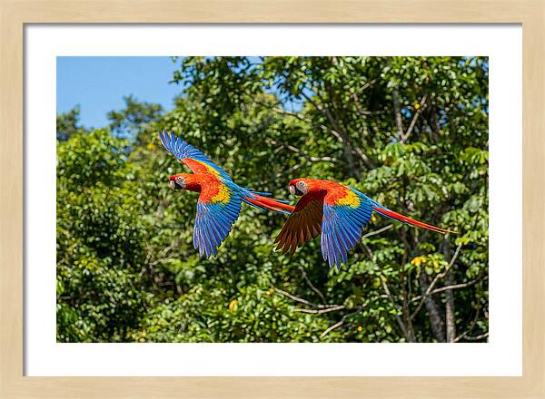 Scarlet Macaw Pair In Flight
