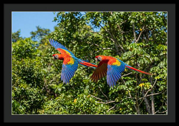 Scarlet Macaw Pair In Flight