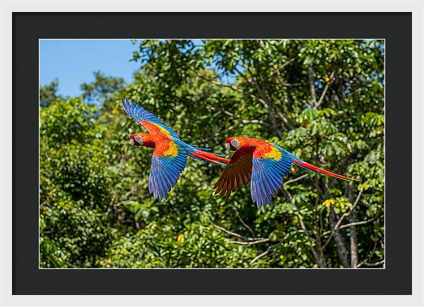 Scarlet Macaw Pair In Flight