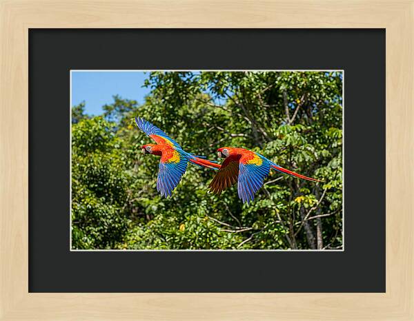 Scarlet Macaw Pair In Flight