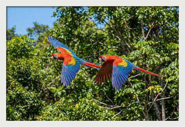 Scarlet Macaw Pair In Flight