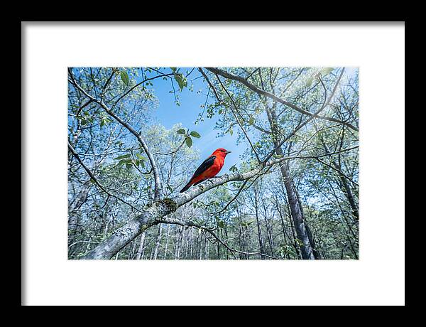Scarlet Tanager Perched In Spring Canopy