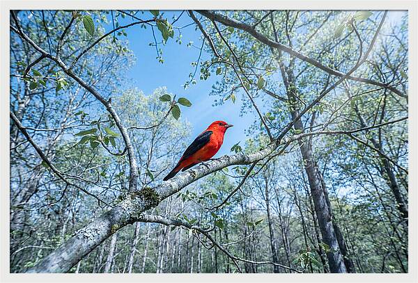 Scarlet Tanager Perched In Spring Canopy