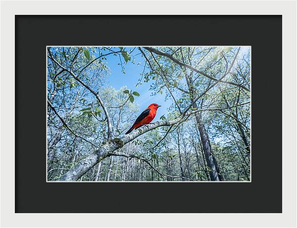 Scarlet Tanager Perched In Spring Canopy