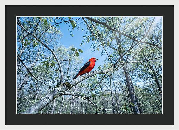 Scarlet Tanager Perched In Spring Canopy