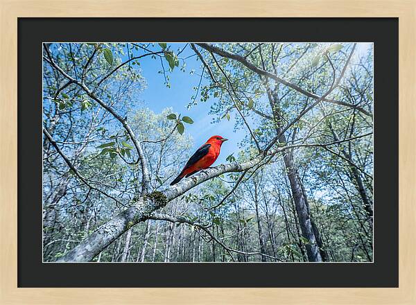 Scarlet Tanager Perched In Spring Canopy