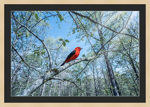 Scarlet Tanager Perched In Spring Canopy